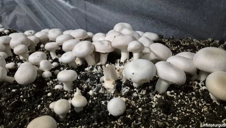 Öğrenciler tarafından yetiştirildi: İlk hasadı yapıldı