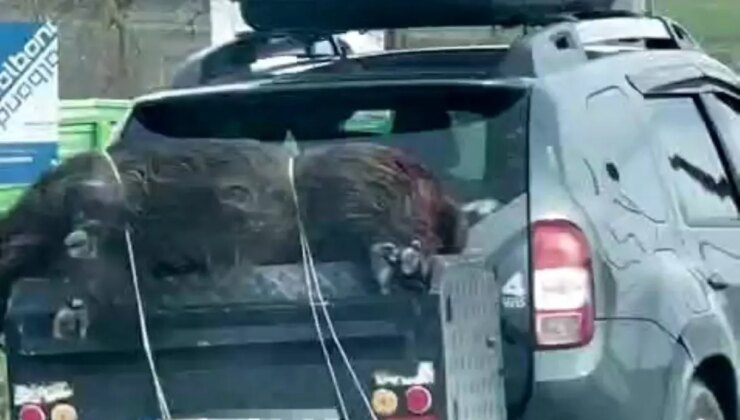 Ölü domuzu aracın arkasında taşıdılar