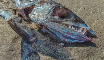 Pestisitlerin balıklara da zararı dokunuyor