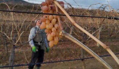 Sarıgöl Ovası’nda beklenemeyen hasat: Ender olarak rastlanıyor!