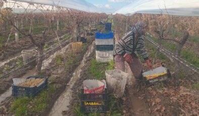 Sarıgöl’de dalında kalan son hasat: Eksi 7 derecede olgunlaştı…