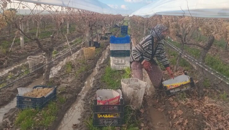 Sarıgöl’de dalında kalan son hasat: Eksi 7 derecede olgunlaştı…