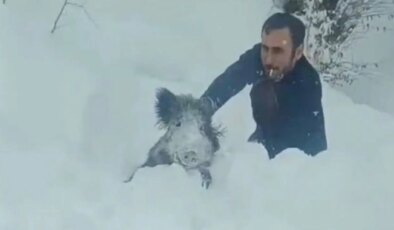 Sinop’ta domuzu eliyle yakalayan kişiye kesilen ceza iptal oldu