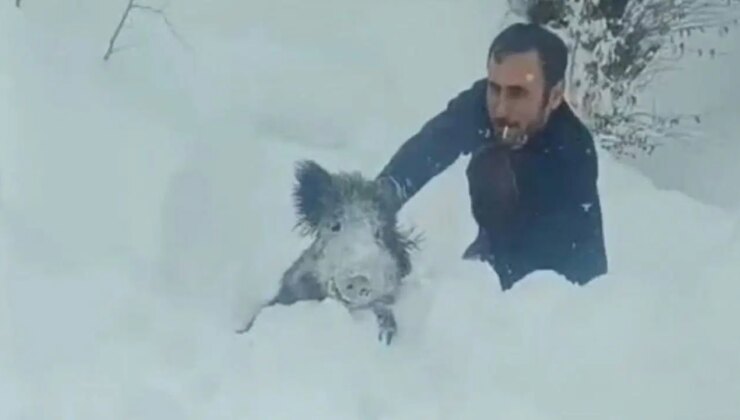 Sinop’ta domuzu eliyle yakalayan kişiye kesilen ceza iptal oldu