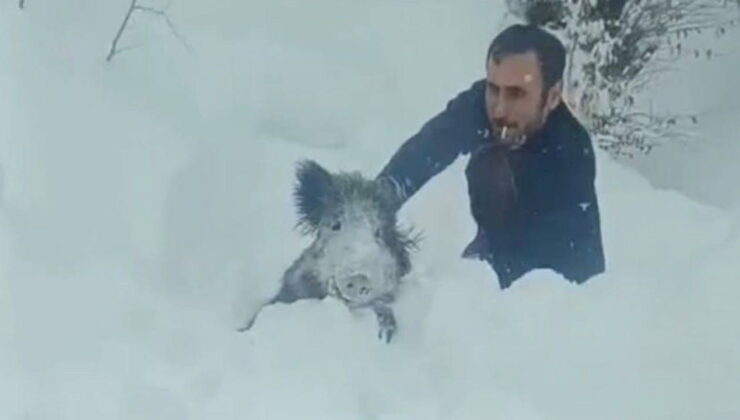 Sinop’ta eliyle domuz yakalamıştı… 15 bin lira para cezası kesildi