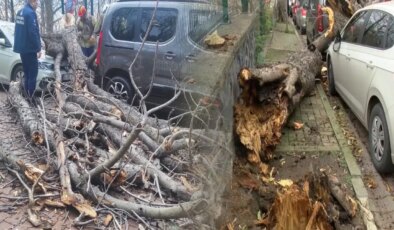 Şişli ve Beşiktaş’ta ağaçlar park halindeki araçların üzerine devrildi