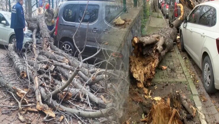 Şişli ve Beşiktaş’ta ağaçlar park halindeki araçların üzerine devrildi