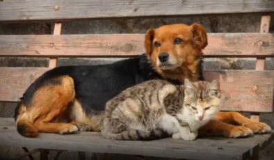 Sokak hayvanları için bir araya geldiler