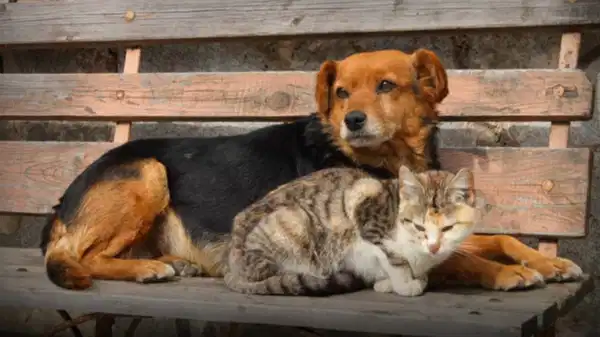 Sokak hayvanları için bir araya geldiler