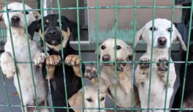 Sokak hayvanları konusunda ilçe belediyelerine görev verildi, bütçe verilmedi!