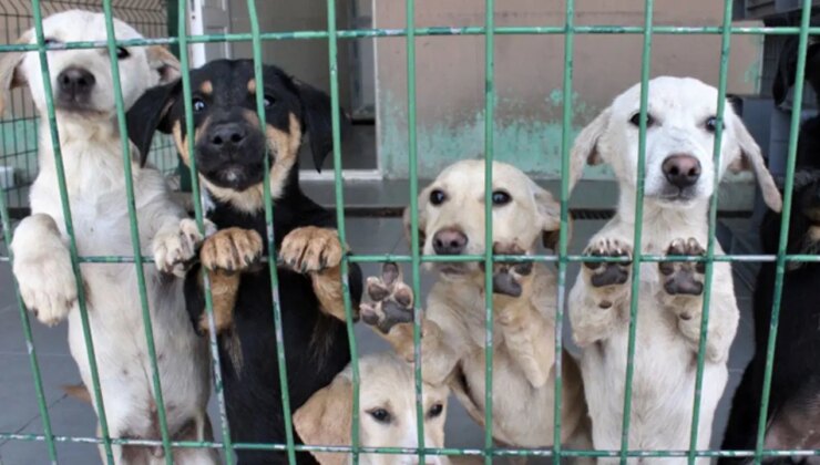 Sokak hayvanları konusunda ilçe belediyelerine görev verildi, bütçe verilmedi!