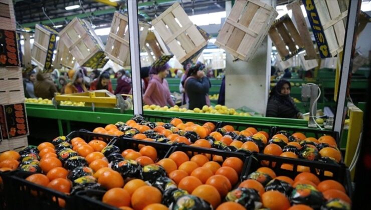 Tarım sektörü, don ve kuraklığa rağmen yıllık ihracat rekoru kırdı