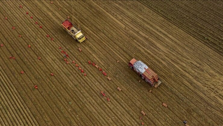 Tarım üreticilerin fiyatları yılda yüzde 36,01 arttı