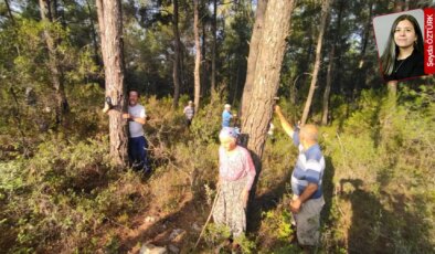 ‘Taşıdığı’ zeytinler yetmedi, santrala ek olarak kurulacak GES’le sıra tarlalara geldi: Akbelen’de toprak mücadelesi