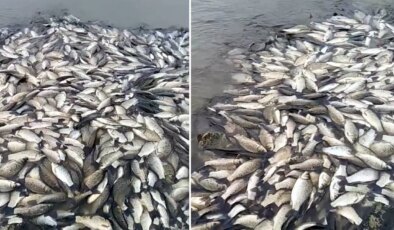 Tekirdağ’da gölette balık ölümlerine inceleme!