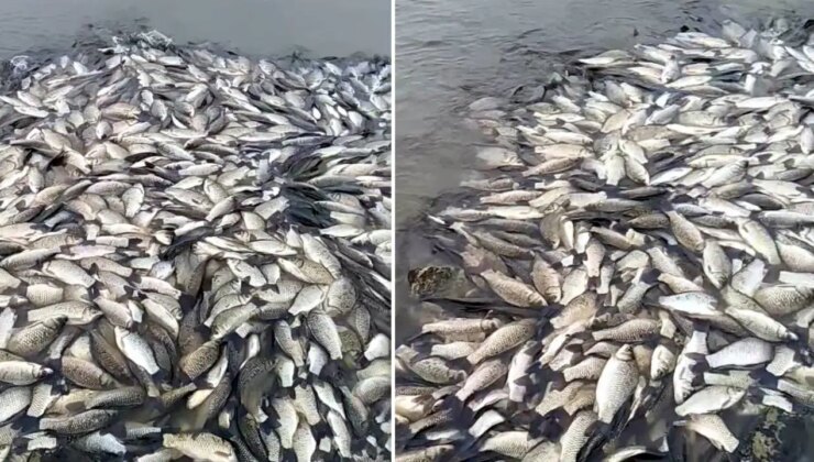 Tekirdağ’da gölette balık ölümlerine inceleme!