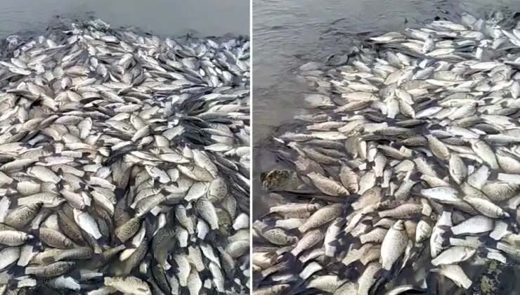Tekirdağ’da su seviyesi düşen barajdaki balıklar öldü
