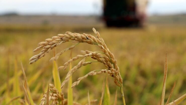 TMO, baldo, cammeo ve Osmancık çeltik alım fiyatlarını belirledi