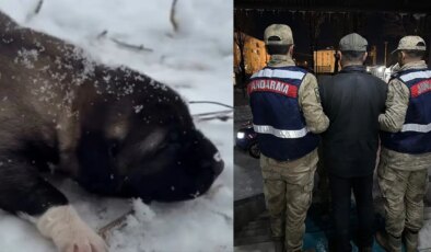 Tunceli’de yavru köpeğe eziyet: Görüntüleri sosyal medyada paylaşan erkek tutuklandı!