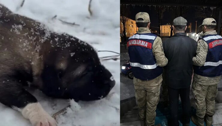 Tunceli’de yavru köpeğe eziyet: Görüntüleri sosyal medyada paylaşan erkek tutuklandı!