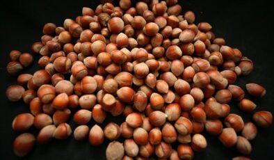 Türk fındığı küresel pazarda iddialı: 122 ülkeye ihraç edildi