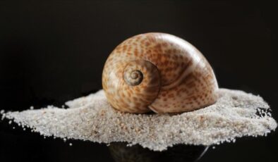 Türkiye 2025’te deniz salyangozu ihracatından 20,9 milyon dolar kazandı