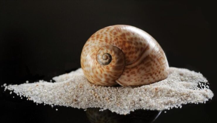 Türkiye 2025’te deniz salyangozu ihracatından 20,9 milyon dolar kazandı