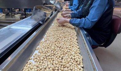 Türkiye’nin 2025 fındık ihracatında Almanya başı çekti