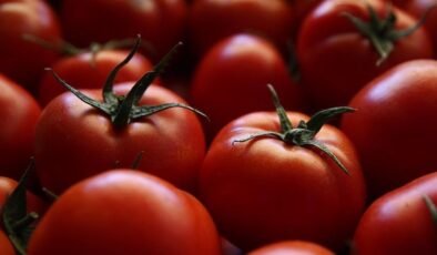 Türkiye’nin domates ihracatı 401 milyon doları aştı
