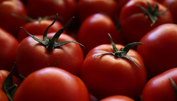 Türkiye’nin domates ihracatı 401 milyon doları aştı