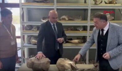 Tuzluca’da bulunan 30 milyon yıllık dev gergedan fosili, MTA Tabiat Tarihi Müzesi’nde