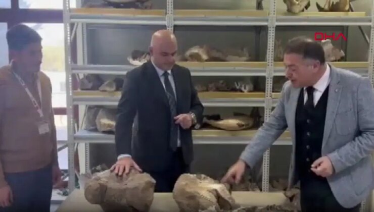 Tuzluca’da bulunan 30 milyon yıllık dev gergedan fosili, MTA Tabiat Tarihi Müzesi’nde