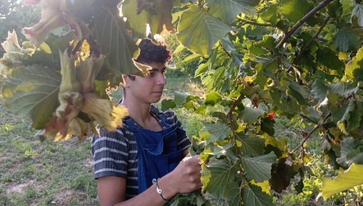 Uludağ eteklerinde yetişiyor: Karadeniz’e rakip…