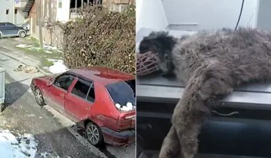 Üzerinden otomobil geçmişti: O köpek yeniden yürümeye başladı
