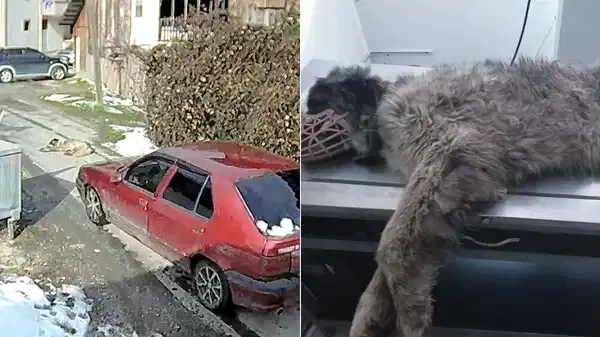 Üzerinden otomobil geçmişti: O köpek yeniden yürümeye başladı