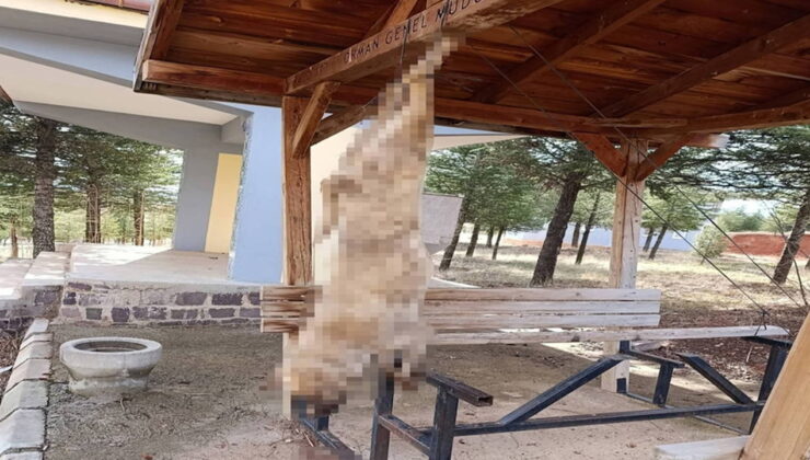 Vahşetin adresi Bolvadin: Köpek işkence yaparak öldürüldü