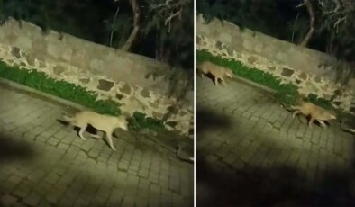 Yaban domuzlarını takip eden kurtlar gece şehir merkezlerine iniyor