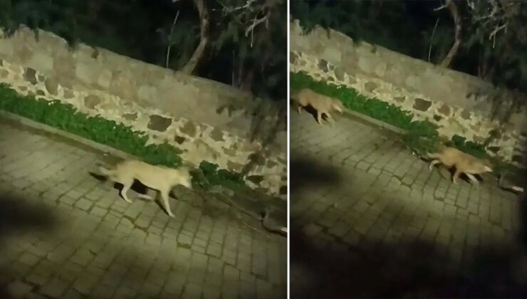 Yaban domuzlarını takip eden kurtlar gece şehir merkezlerine iniyor