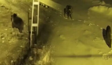 Yaban hayvanları, köpeksiz köyü mesken tuttu