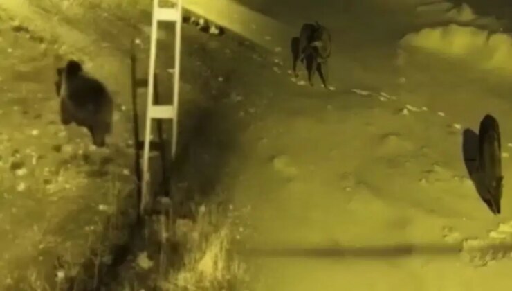 Yaban hayvanları, köpeksiz köyü mesken tuttu