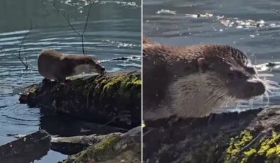 Yedigöller’de nadir anlar: Nesli tehlike altındaki su samuru görüntülendi