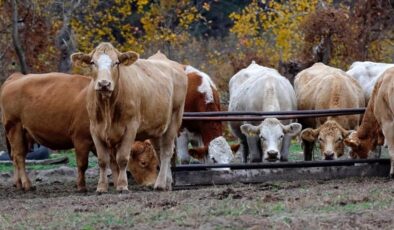 Yem sanayicileri fiyatları, Ramazan sonuna kadar sabit tutacak