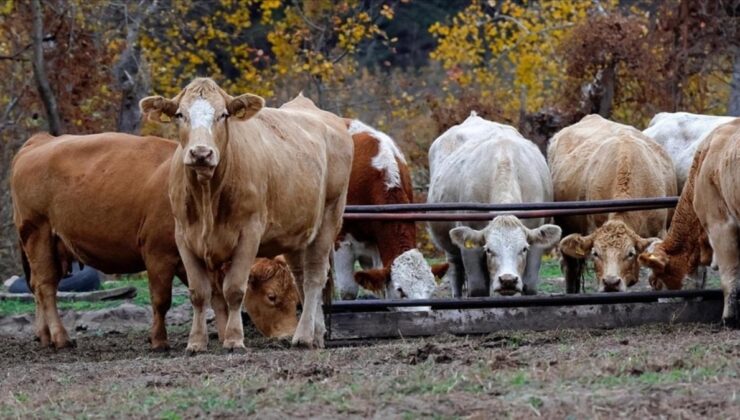 Yem sanayicileri fiyatları, Ramazan sonuna kadar sabit tutacak