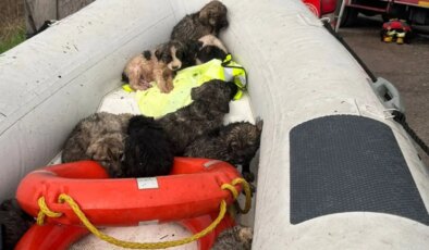 Yer: Manisa… Çaya düşen 9 köpek yavrusu kurtarıldı
