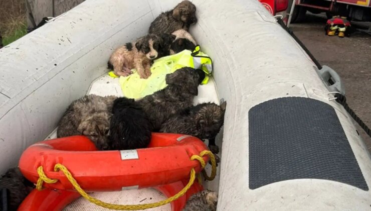 Yer: Manisa… Çaya düşen 9 köpek yavrusu kurtarıldı