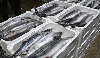 Yılbaşından bu yana 500 ton torik avlandı