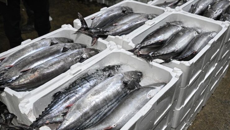 Yılbaşından bu yana 500 ton torik avlandı