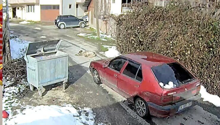 Yolda yatarken otomobilin ezdiği köpeğin, daha önce tüfekle de vurulduğu ortaya çıktı