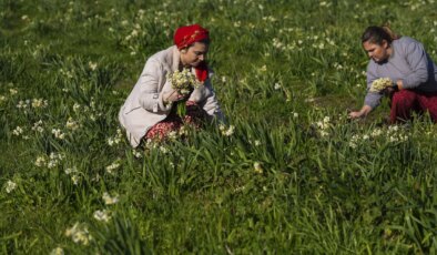 Yöre kadınları için gelir kapısı:  Senede bir defa yetişiyor!