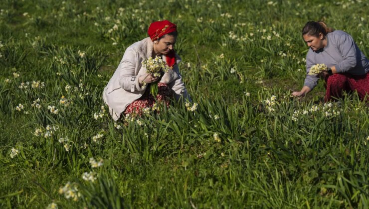 Yöre kadınları için gelir kapısı:  Senede bir defa yetişiyor!